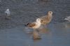 Caspian Gull at Hole Haven Creek (Steve Arlow) (54481 bytes)